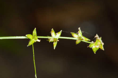 Carex radiata #18